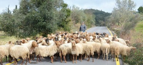 Οδοιπορικό στην Ασή Γωνιά: Η βοσκική και ο κόσμος του βοσκού στην Κρήτη