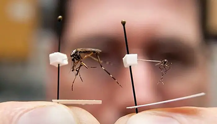 Πληθαίνουν τα κουνούπια στο Ναύπλιο