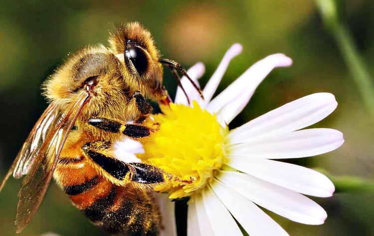 Ο κόσμος της μέλισσας