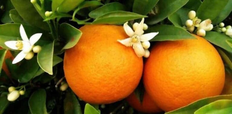 Οικονομία: Συνεχίζονται οι αυξήσεις στις τιμές του χυμού πορτοκαλιού