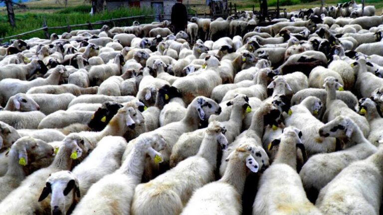 Ακρίβεια: Σε τι τιμές θα κυμανθεί το αρνί ενόψει Πάσχα – Τι λένε οι κτηνοτρόφοι για τις ελληνοποιήσεις – Οικονομικός Ταχυδρόμος