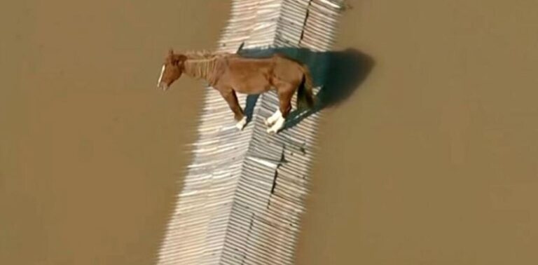 Πλημμύρες στη Βραζιλία: Άλογο βρισκόταν σε στέγη επί δύο ημέρες (βίντεο)