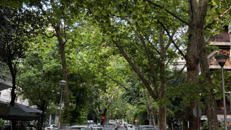 Θεσσαλονίκη: Ομπρέλα προστασίας για τα πολύτιμα πλατάνια της οδού Βαφόπουλου