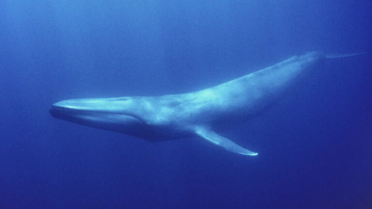 Οι γαλάζιες φάλαινες της Ανταρκτικής τραγουδούν