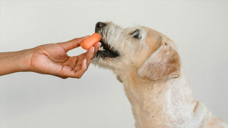 Τα 4 λαχανικά που πρέπει να τρώει ο σκύλος