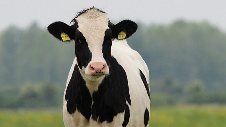 Αγελάδες που μολύνθηκαν από τη γρίπη των πτηνών πέθαναν ή θανατώθηκαν σε πέντε Πολιτείες της Αμερικής
