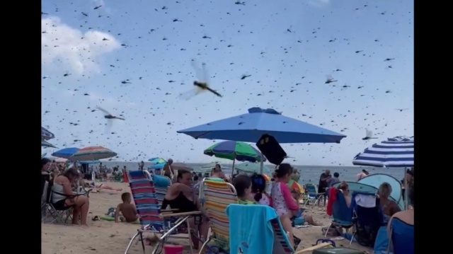 ΗΠΑ: Πανικός σε  παραλία του Ρόουντ Άιλαντ από σμήνος λιβελούλων – Δείτε βίντεο