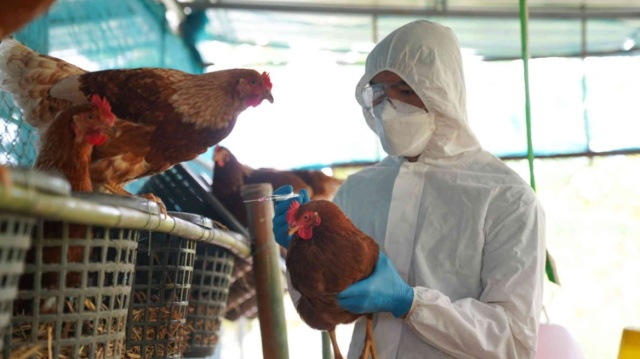 CDC: Επιβεβαιώθηκαν 4 νέα κρούσματα της γρίπης των πτηνών σε ανθρώπους στις ΗΠΑ