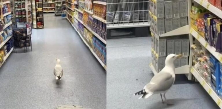Βρετανία: Θρασύτατος γλάρος πήγε σε σούπερ μάρκετ για… ψώνια και έφυγε με σνακ (βίντεο)
