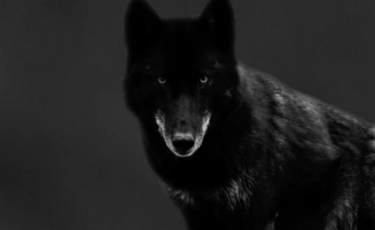 Ο Τιμωρός έρχεται στον Alpha: Με τα μάτια του ανθρώπου και την εκδικητικότητα του λύκου