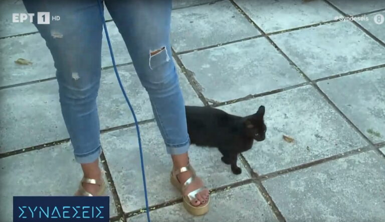 Λία Χριστάρα: Η μαύρη γάτα που «ερωτεύτηκε» τη ρεπόρτερ της ΕΡΤ