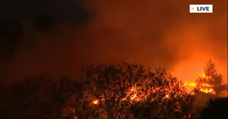 Φωτιά στην Αττική: Εθελοντής σώζει γατάκι και γίνεται viral στο διαδίκτυο